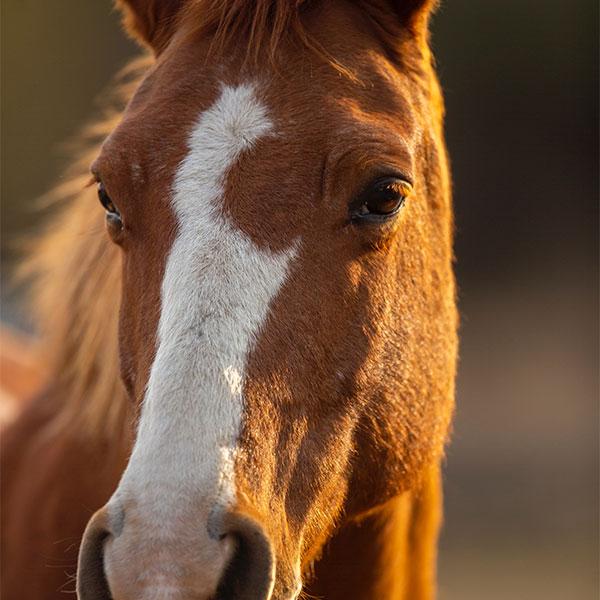 Homesteading With Horses