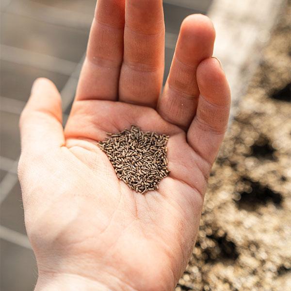 How to Start Your Seeds Indoors