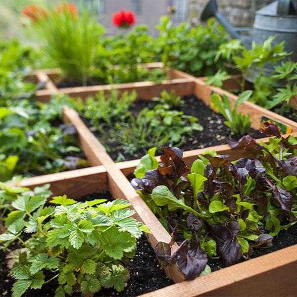 How to Start Your Own Square Foot Garden