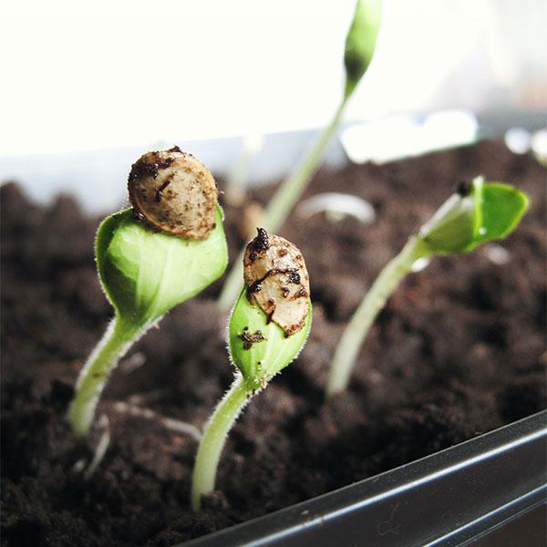 How to Harvest and Store Your Own Seeds