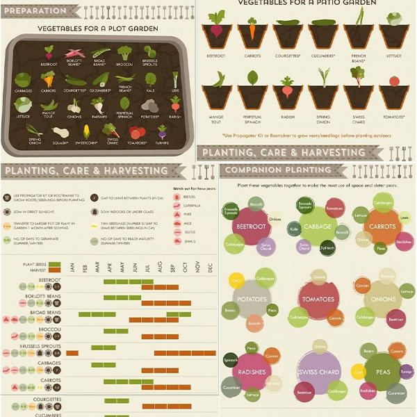 A Vegetable Growing Cheat Sheet