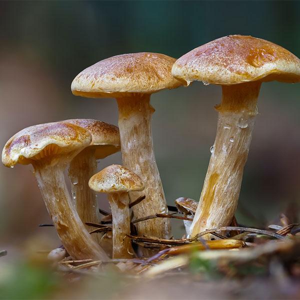 Wild Edible Mushrooms