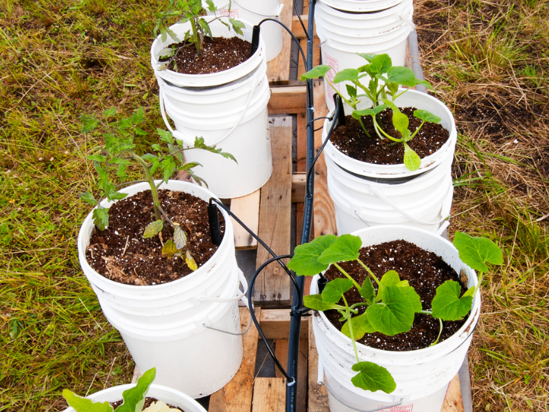 Grow Your Own Portable Garden