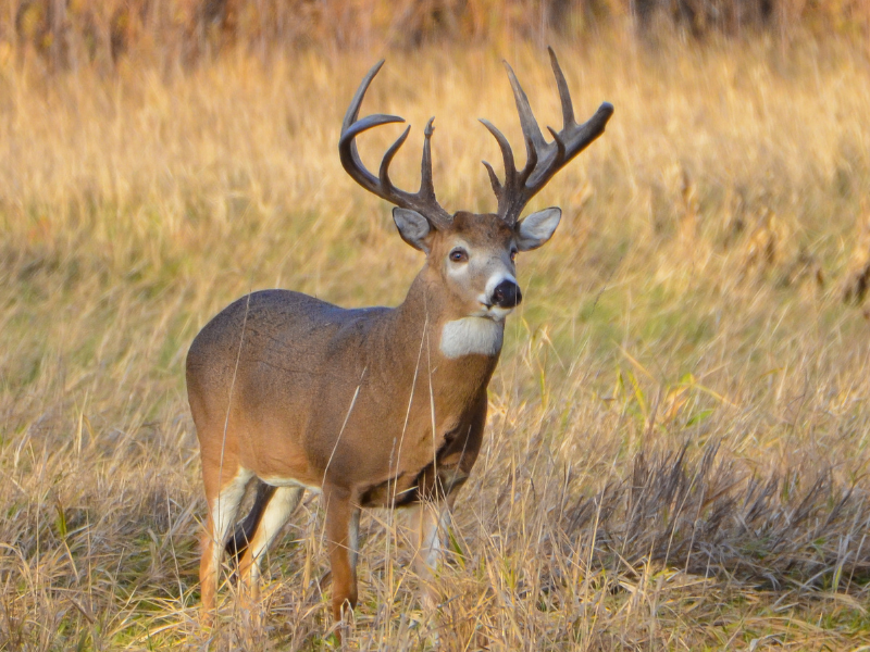 How to Gut a Deer