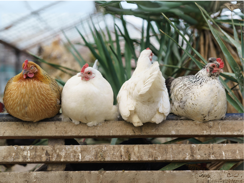 Surprising Facts About Keeping Chickens