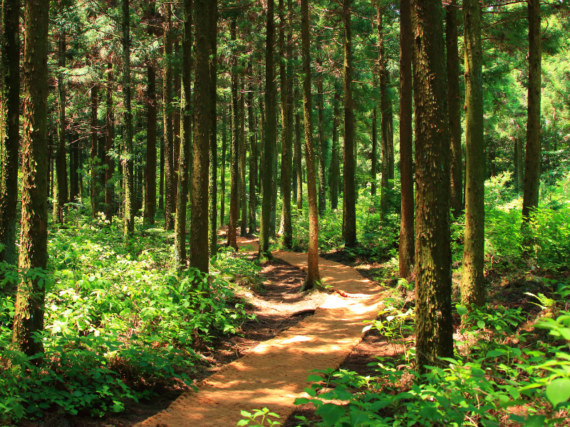 How to Survive in the Forest
