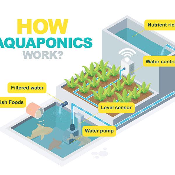 What is Aquaponic Gardening?