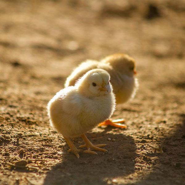 How to Care For Baby Chicks