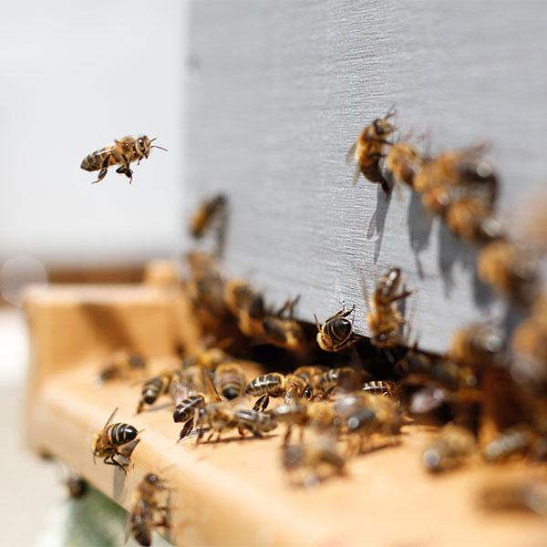 Beekeeping for Beginners