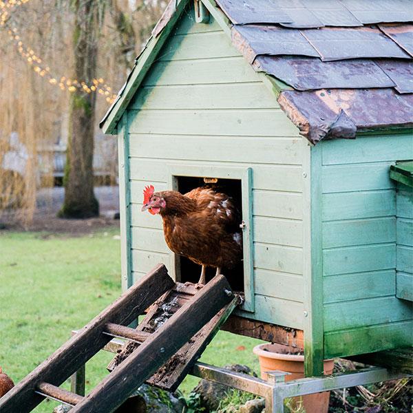 How to Build Your Own Chicken Coop