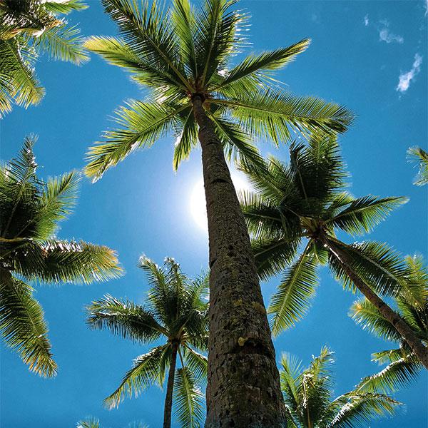 Use a Coconut Tree to Survive