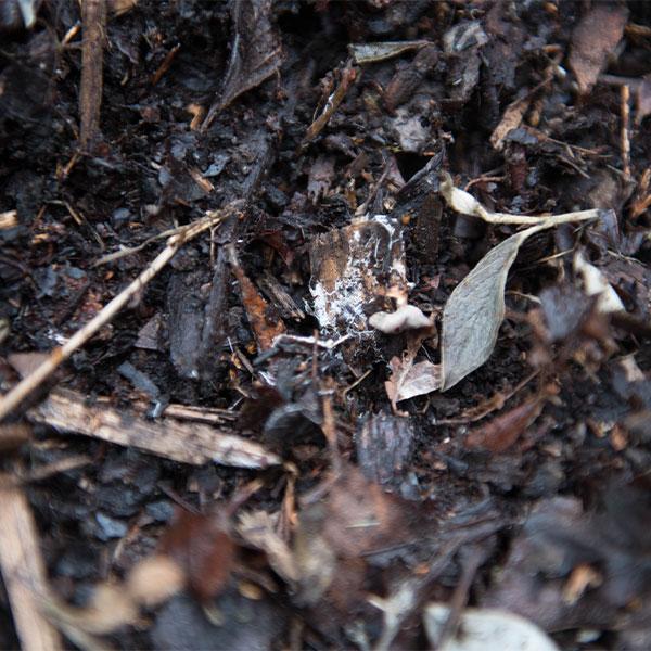 Have a Successful Garden by Making Your Own Compost