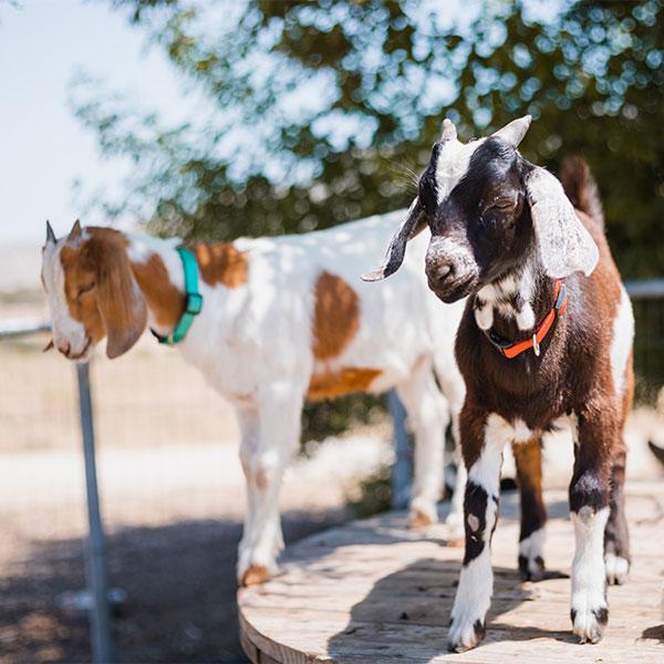 A Guide to Goat Fencing