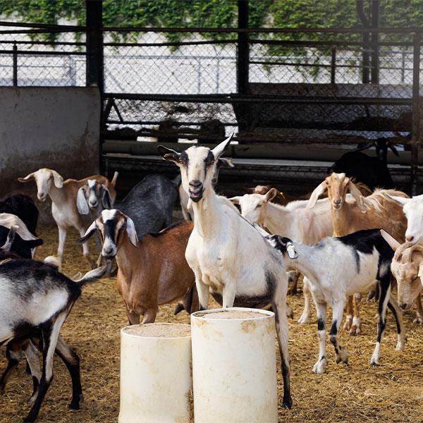 Should You Raise Goats?