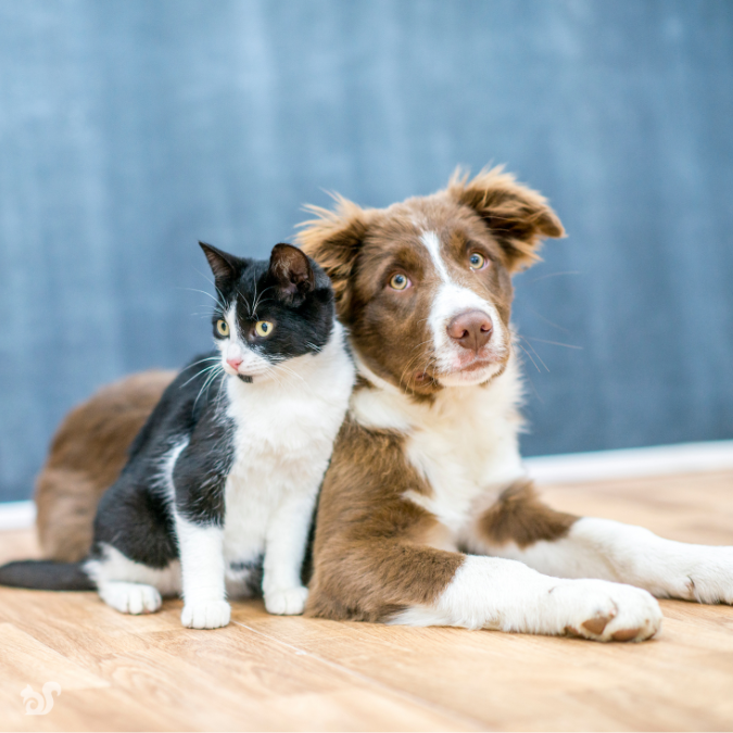 Making Emergency Preparations for Your Pet