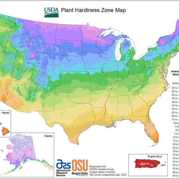 What Plants Are Ideal For Your Climate