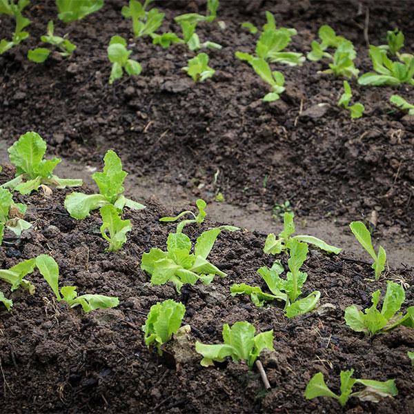 How to Regrow Your Produce Scraps