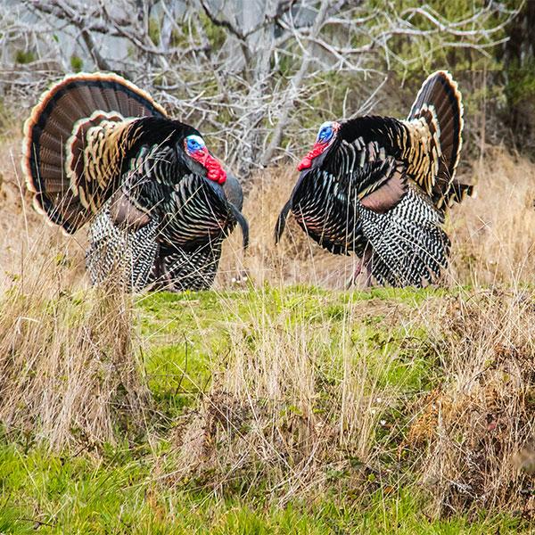 Should You Raise Turkeys?