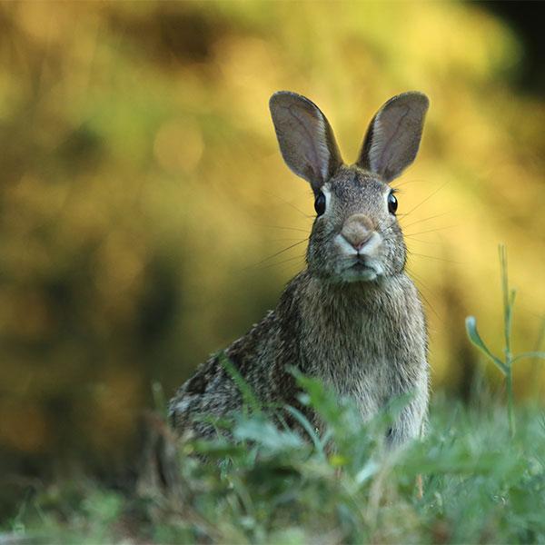 How to Skin and Gut a Rabbit