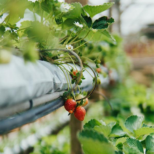 DIY Aquaponics