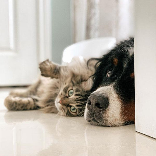 Survival Pet Food Storage: Cats & Dogs