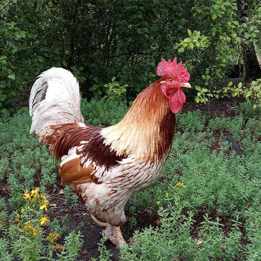 Surprising Facts About Keeping Chickens Not Found in Books