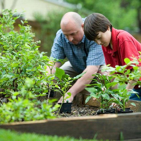 How to Build a Garden Box