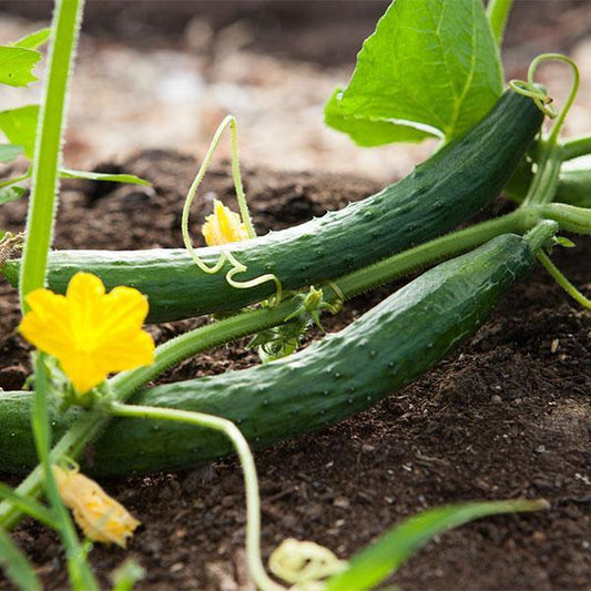 Grow Your Own Portable Garden