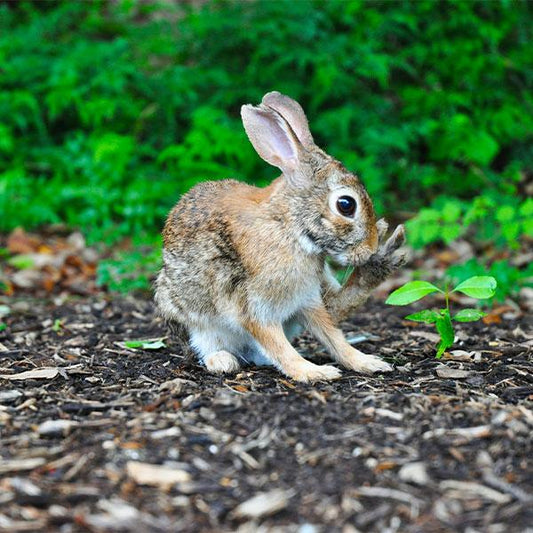 Build Your Own Rabbit Hutch