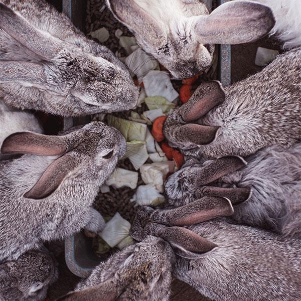 A Guide to Raising Rabbits – Ready Store