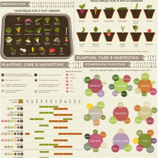 A Vegetable Growing Cheat Sheet – Ready Store